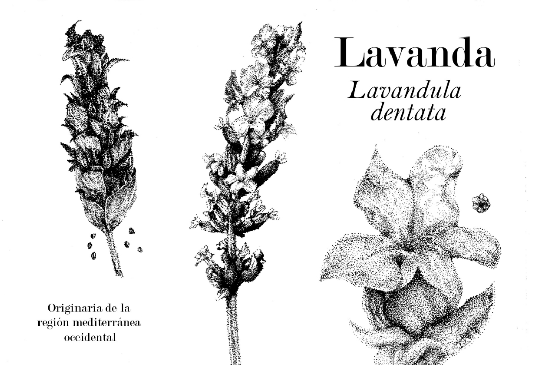 Ficha botánica »Lavandula Dentata»