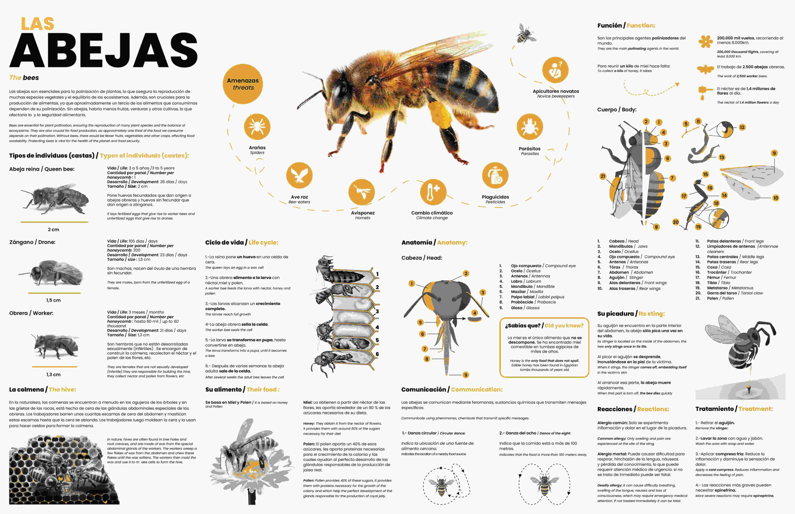Infografía sobre las Abejas