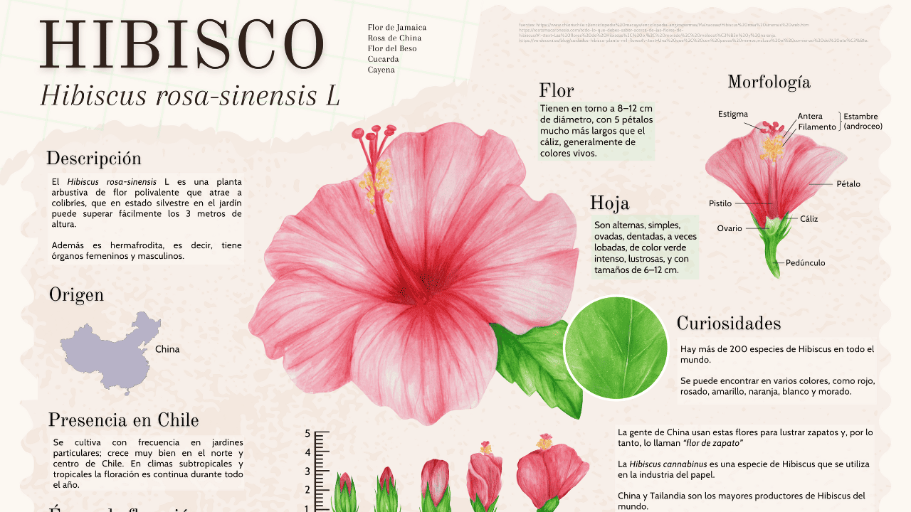 Infografía Hibisco