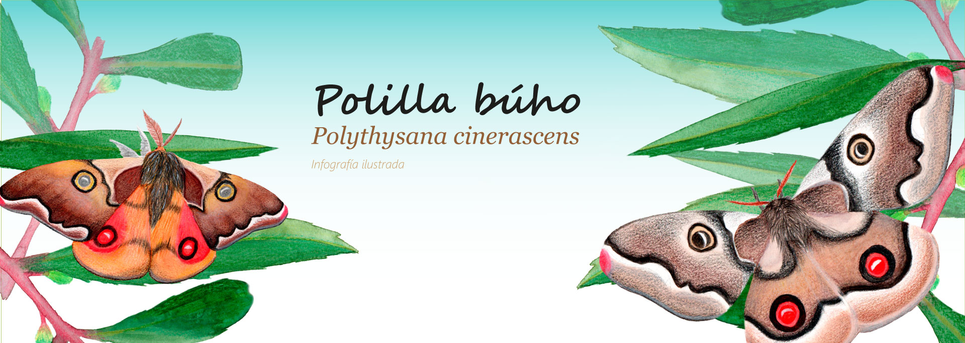 Ilutración Naturalista | Polythysana cinerascens