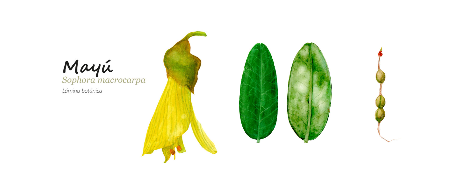 Ilutración Botánica | Sophora macrocarpa