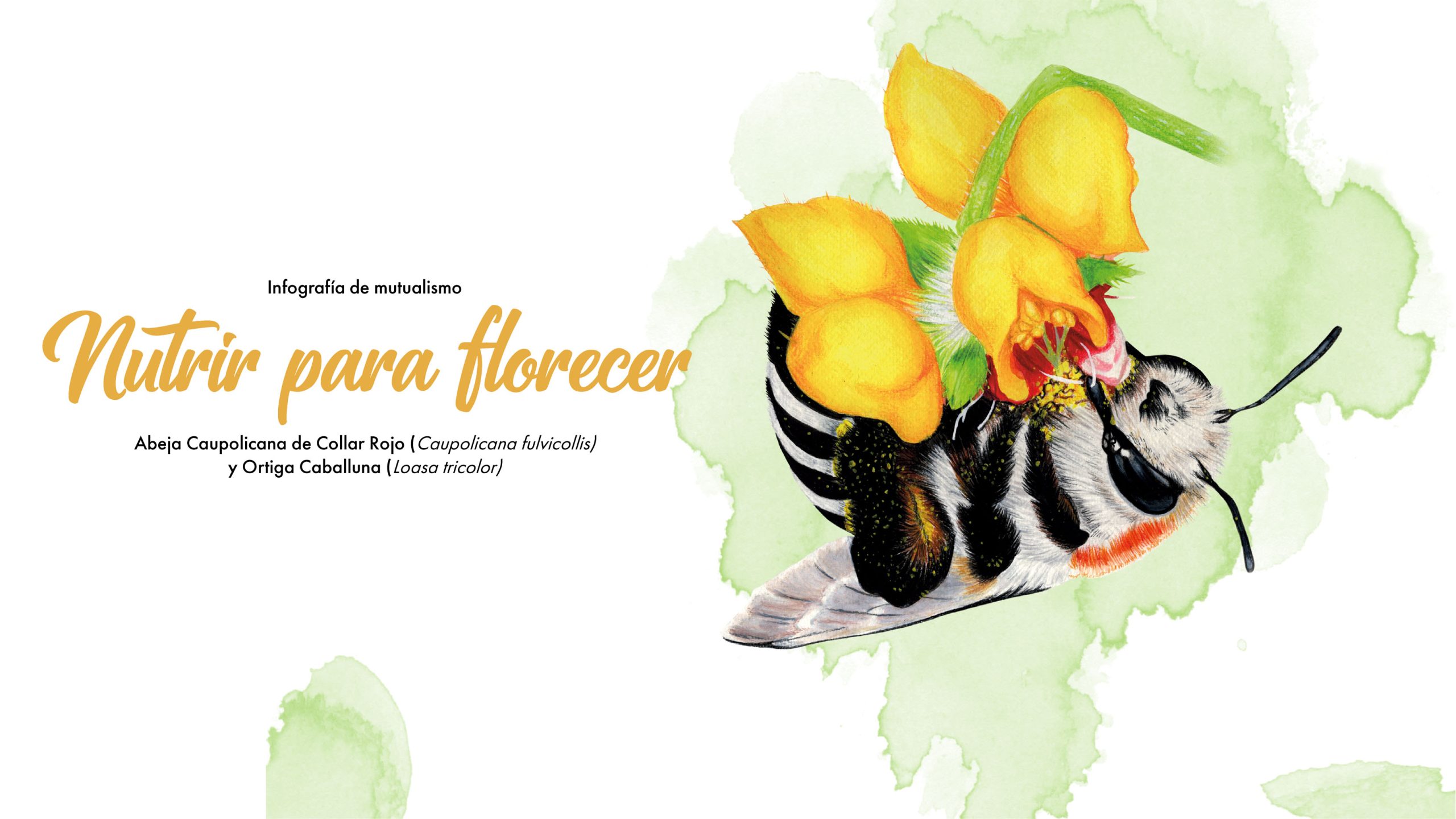 Infografía «Nutrir para florecer»