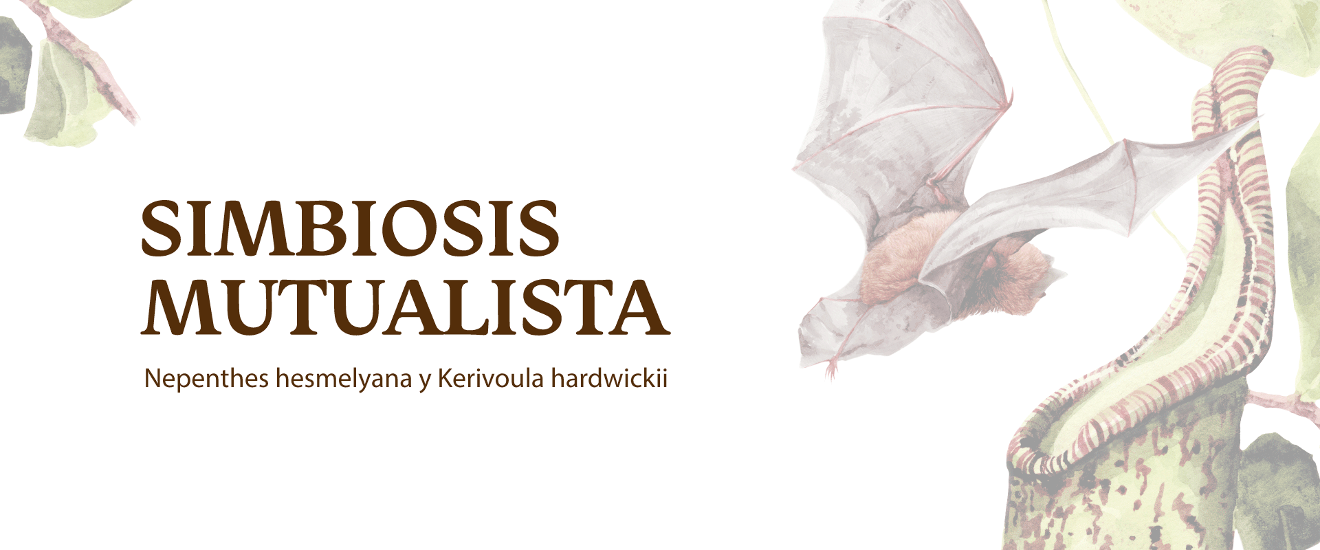 Relación mutualista entre Planta Jarra y Murcielago lanudo de Hardwicke