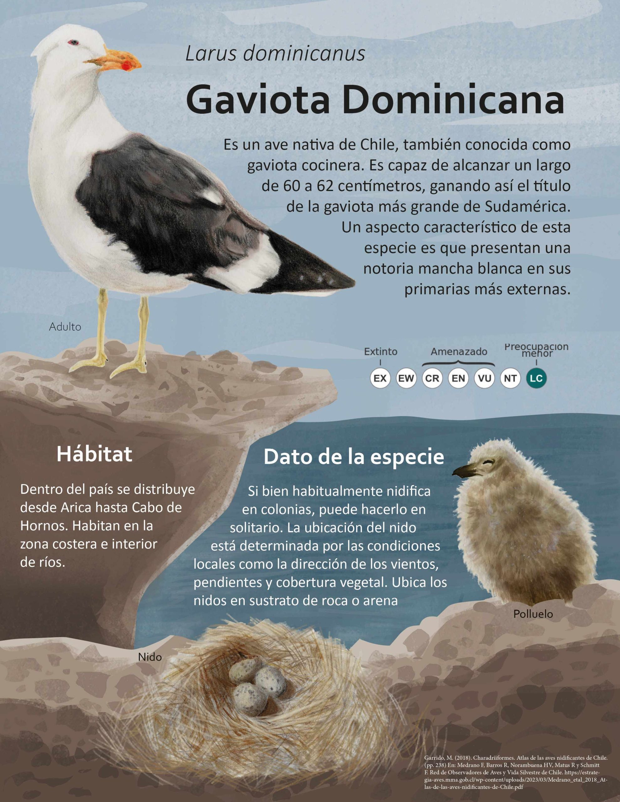 Infografía de la Gaviota Dominicana